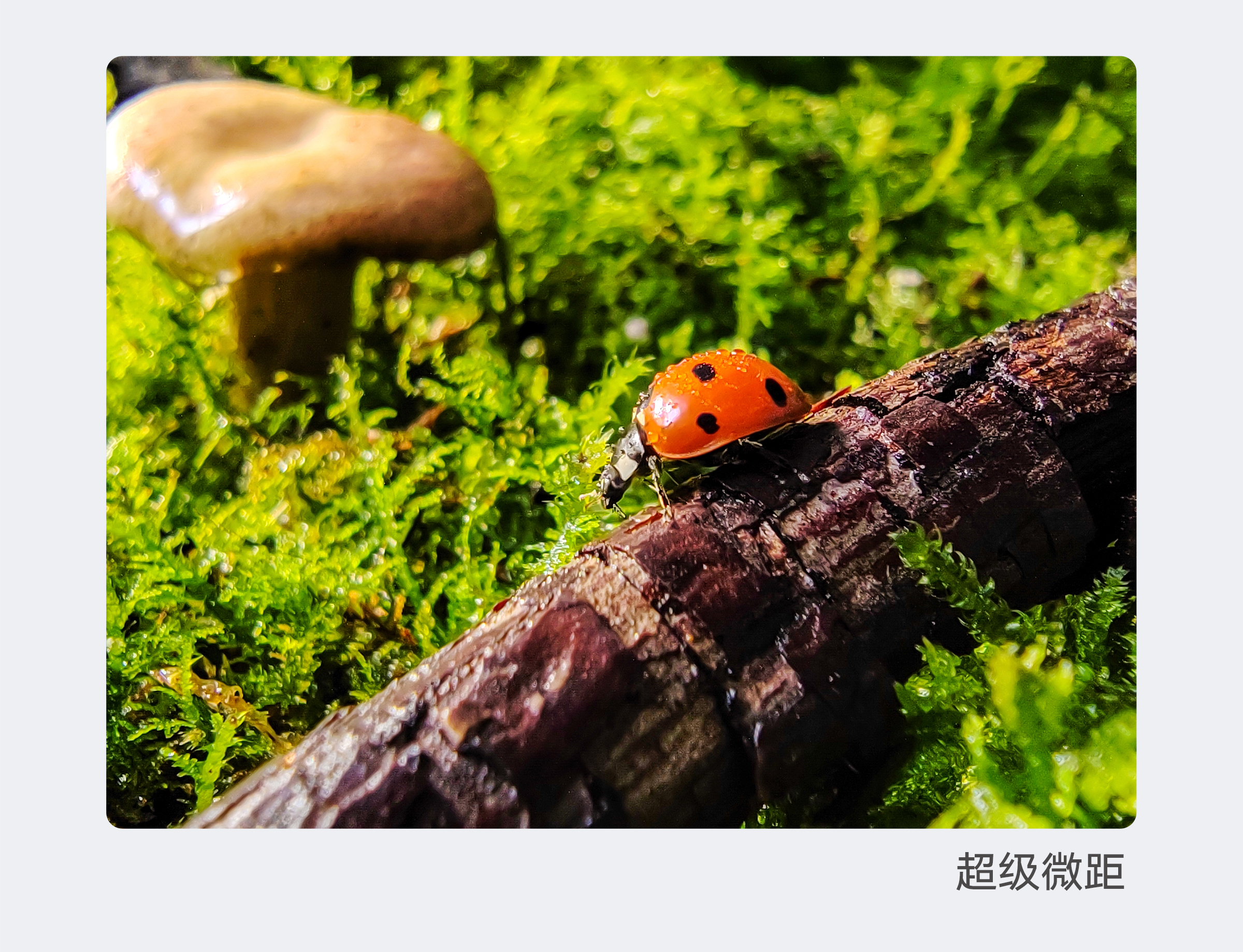 荣耀70 Pro 8GB+256GB 亮黑色 双卡 全网通版17